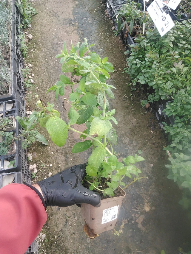 Omenaminttu - 13. 10. 2025