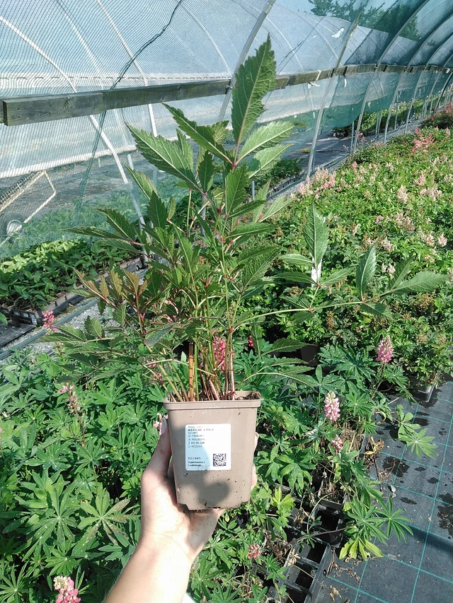 Astilbe Erika - 13. 7. 2026