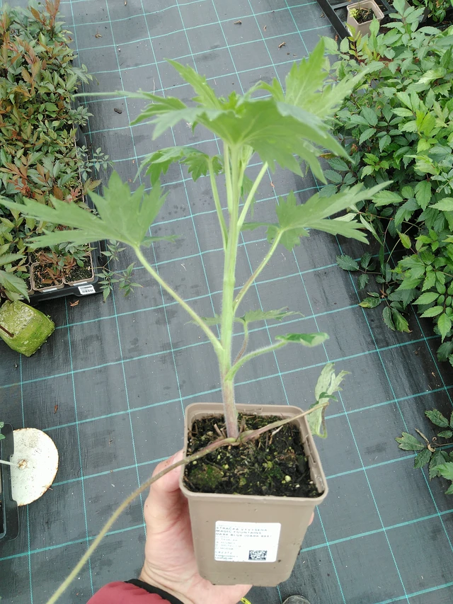 Espuela de caballero Magic Fountains Dark Blue (Dark Bee) - 28. 7. 2025