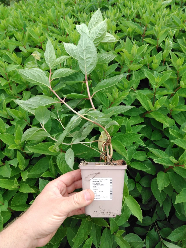 Syyshortensia Grandiflora - 2024