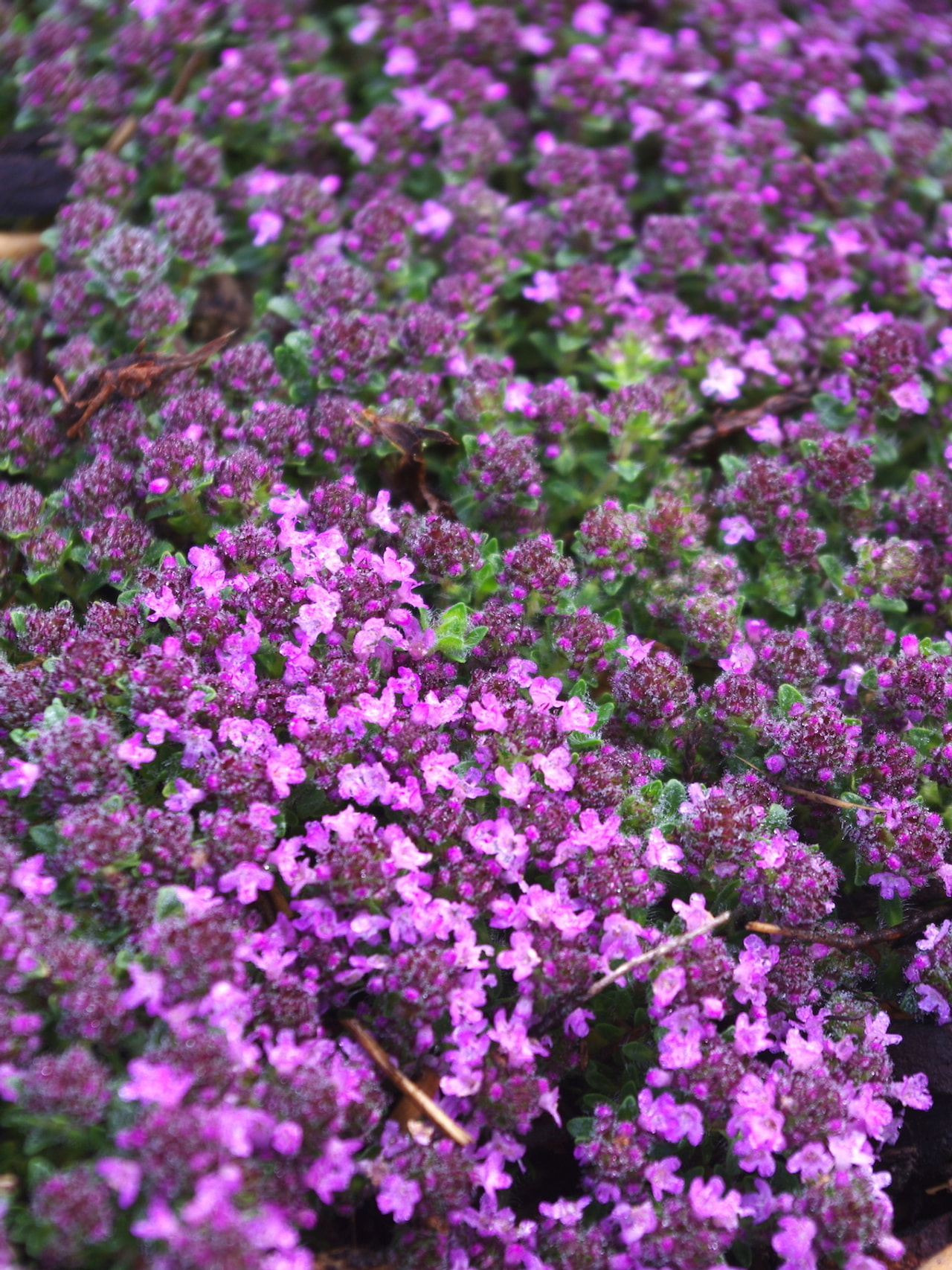 Mateřídouška Pink Chintz, Loukykvět