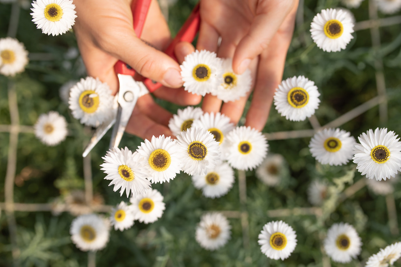 Paperikukka Pierrot White, Loukykvět