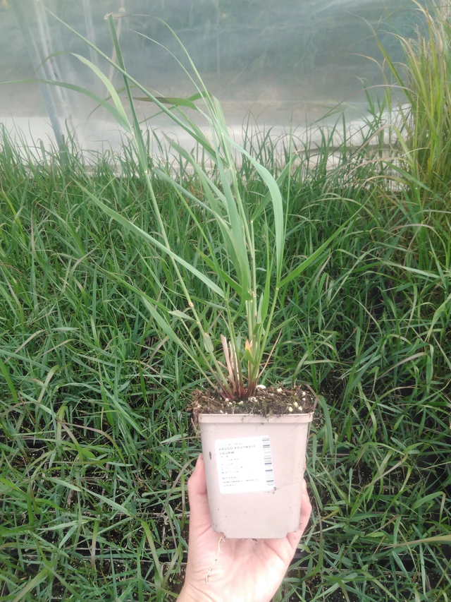 Panicum Squaw - 2024