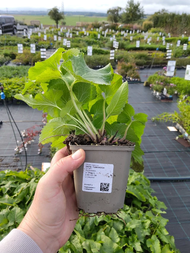 Paloyrtti Tuberosa - 9. 10. 2025