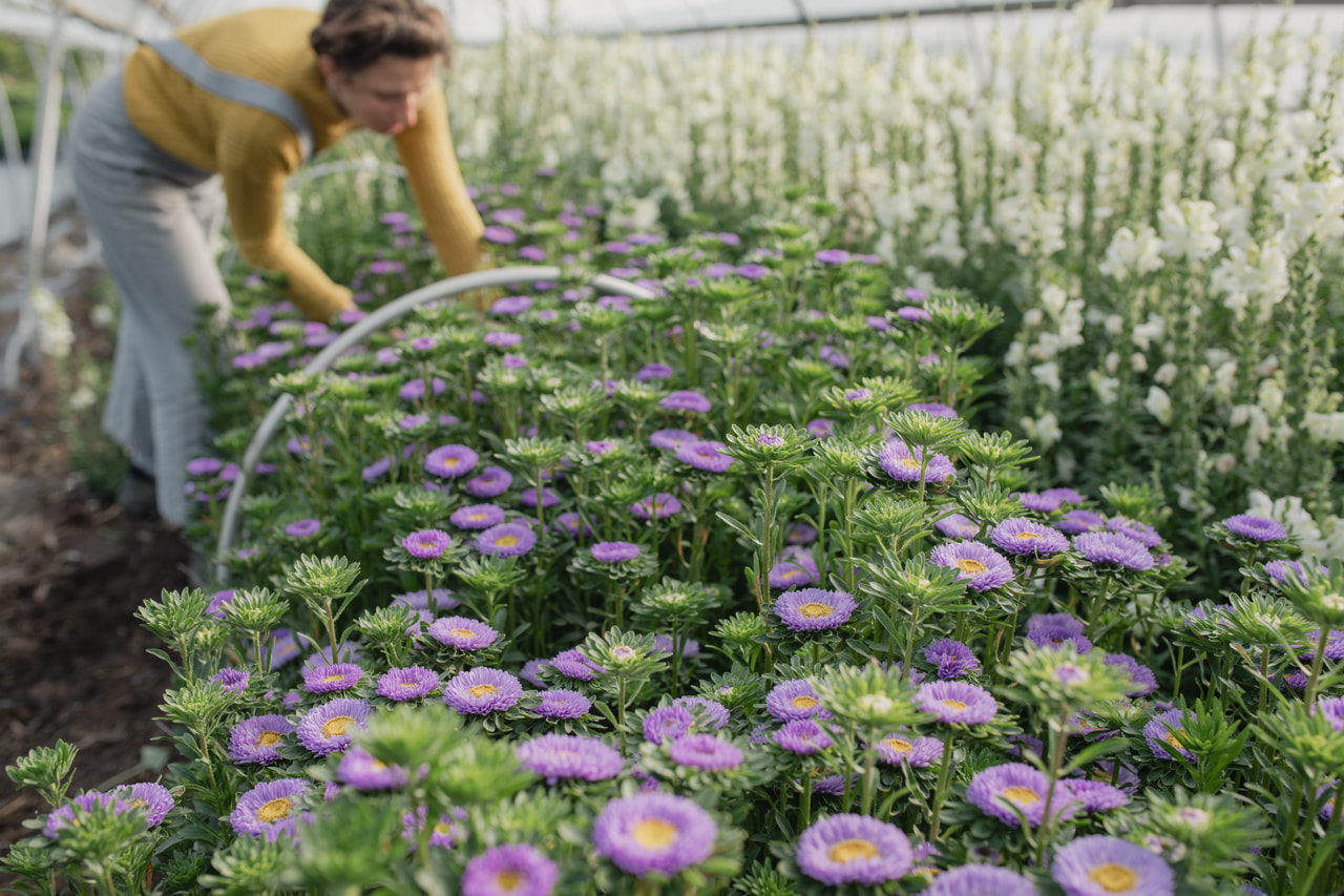 Kiinanasteri Matsumoto Light Blue, Loukykvět