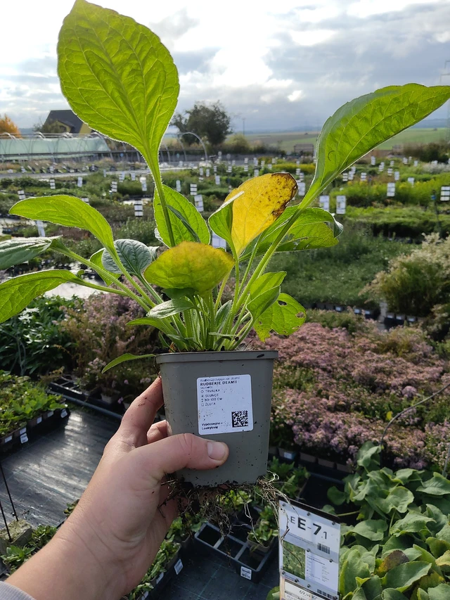 Päivänhattu Deamii - 9. 10. 2025