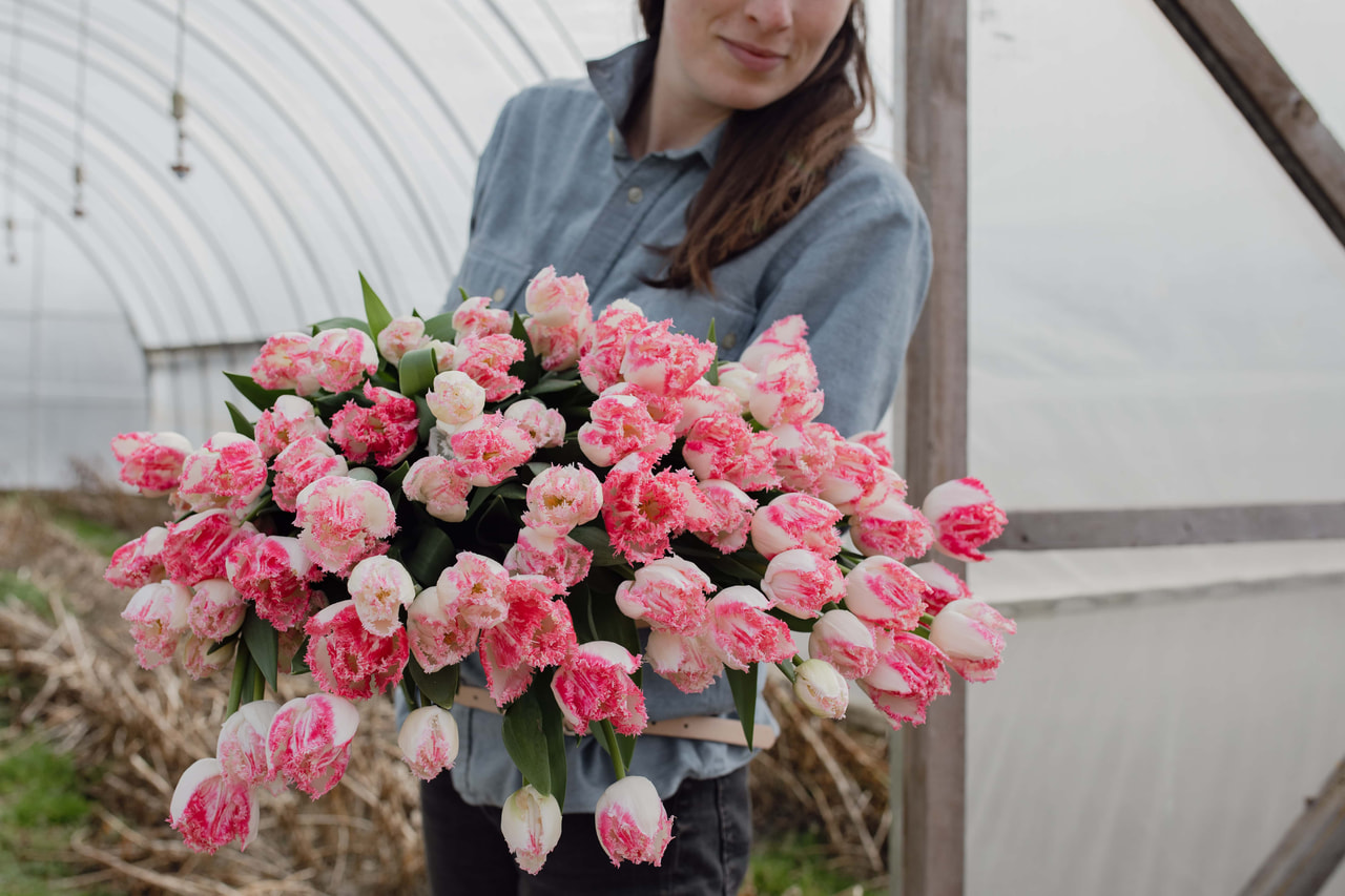 Tulppaani Neglige, Loukykvět