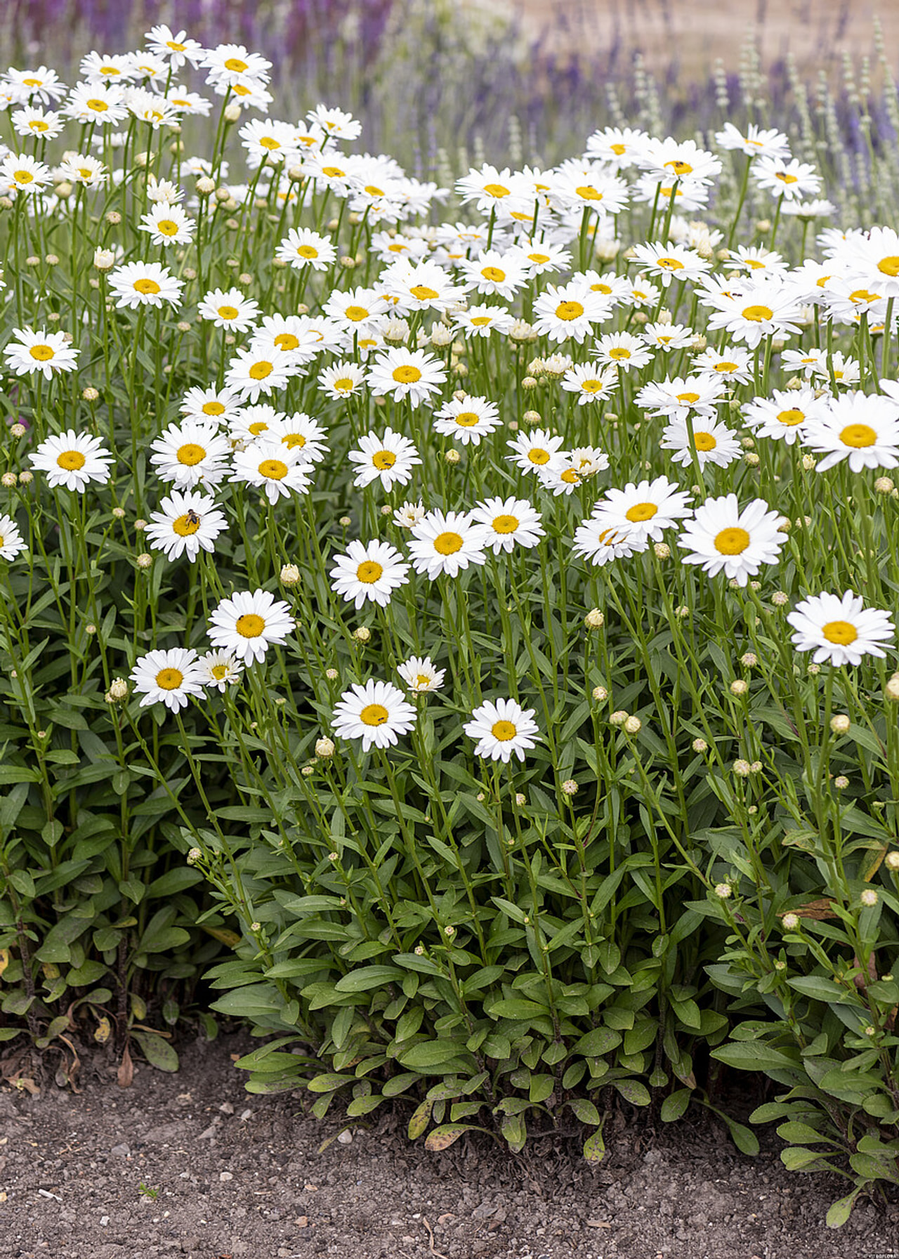 Härjasilm Becky, Loukykvět