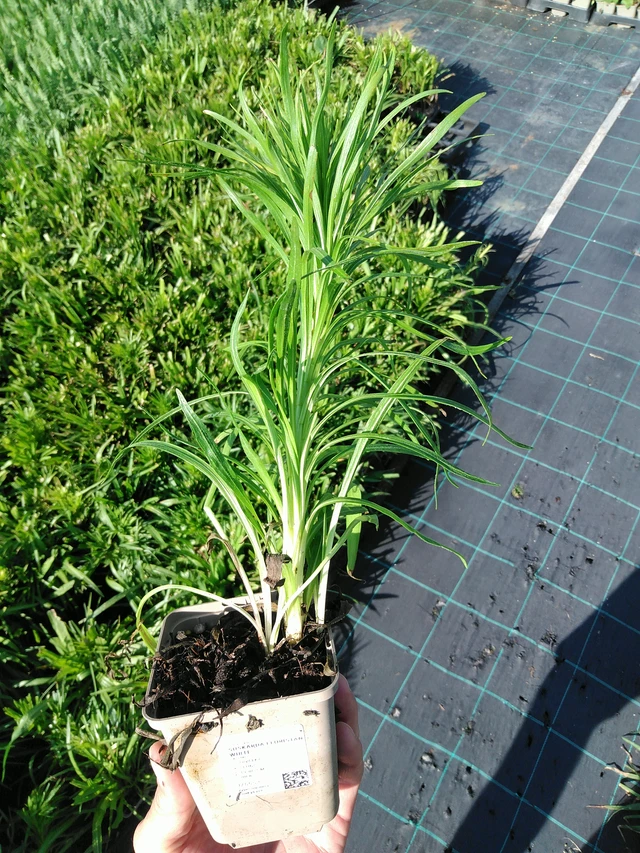 Punatähkä Floristan White - 24. 6. 2025