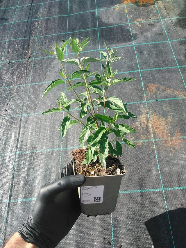 Siniparta Stephi - 1. 9. 2025