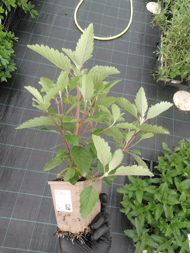 Cariópteris Pagoda Lagoon - 4. 8. 2025