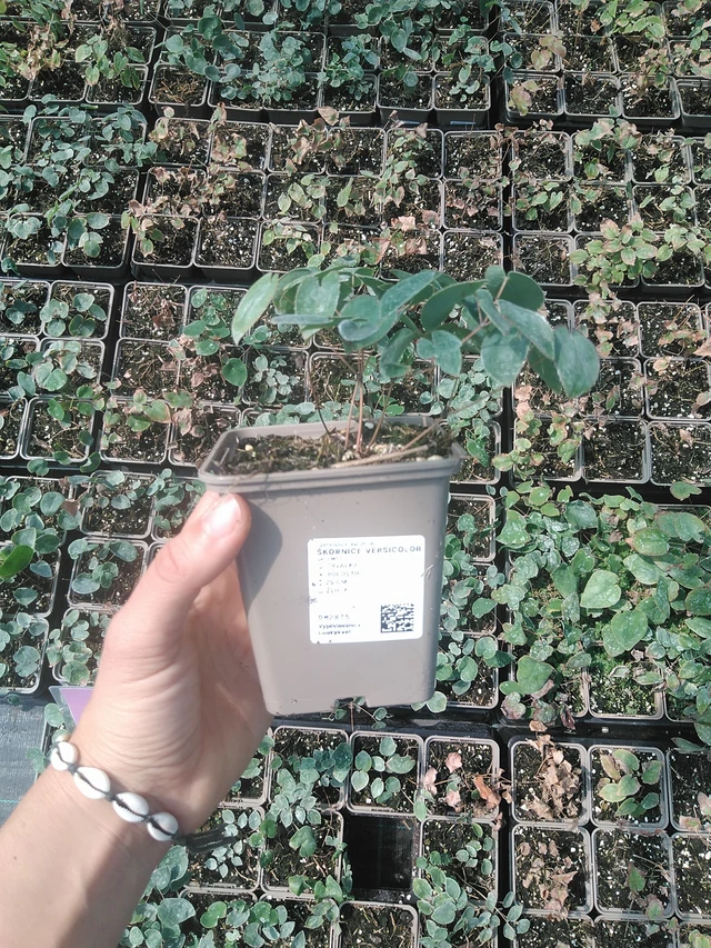Püspöksüveg Versicolor - 11. 8. 2026