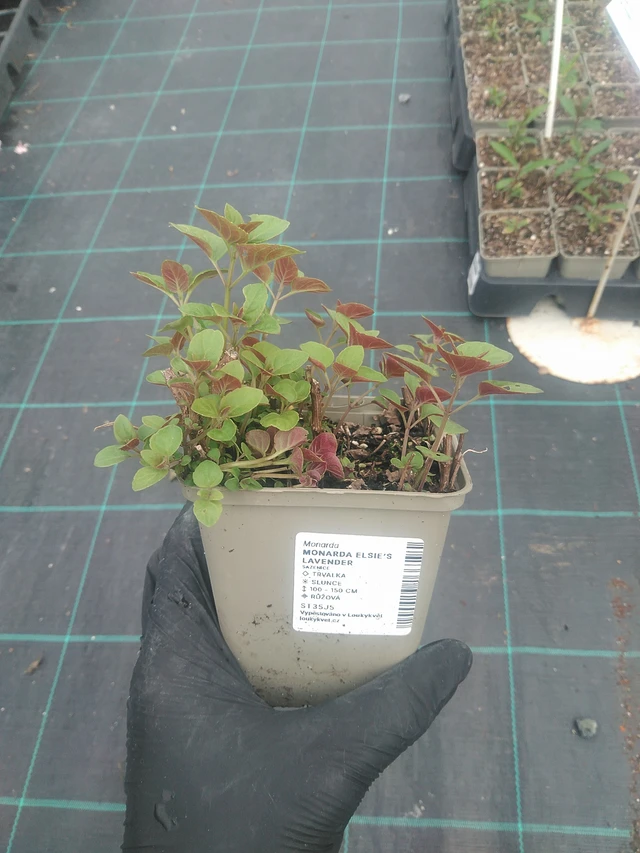 Väriminttu Elsie’s Lavender - 10. 9. 2025