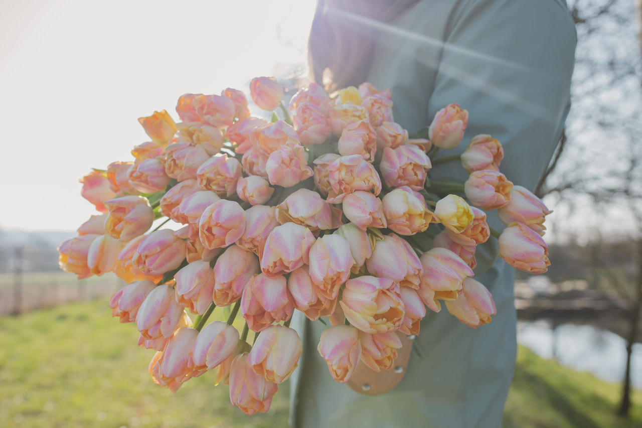Tulppaani Creme Upstar, Loukykvět