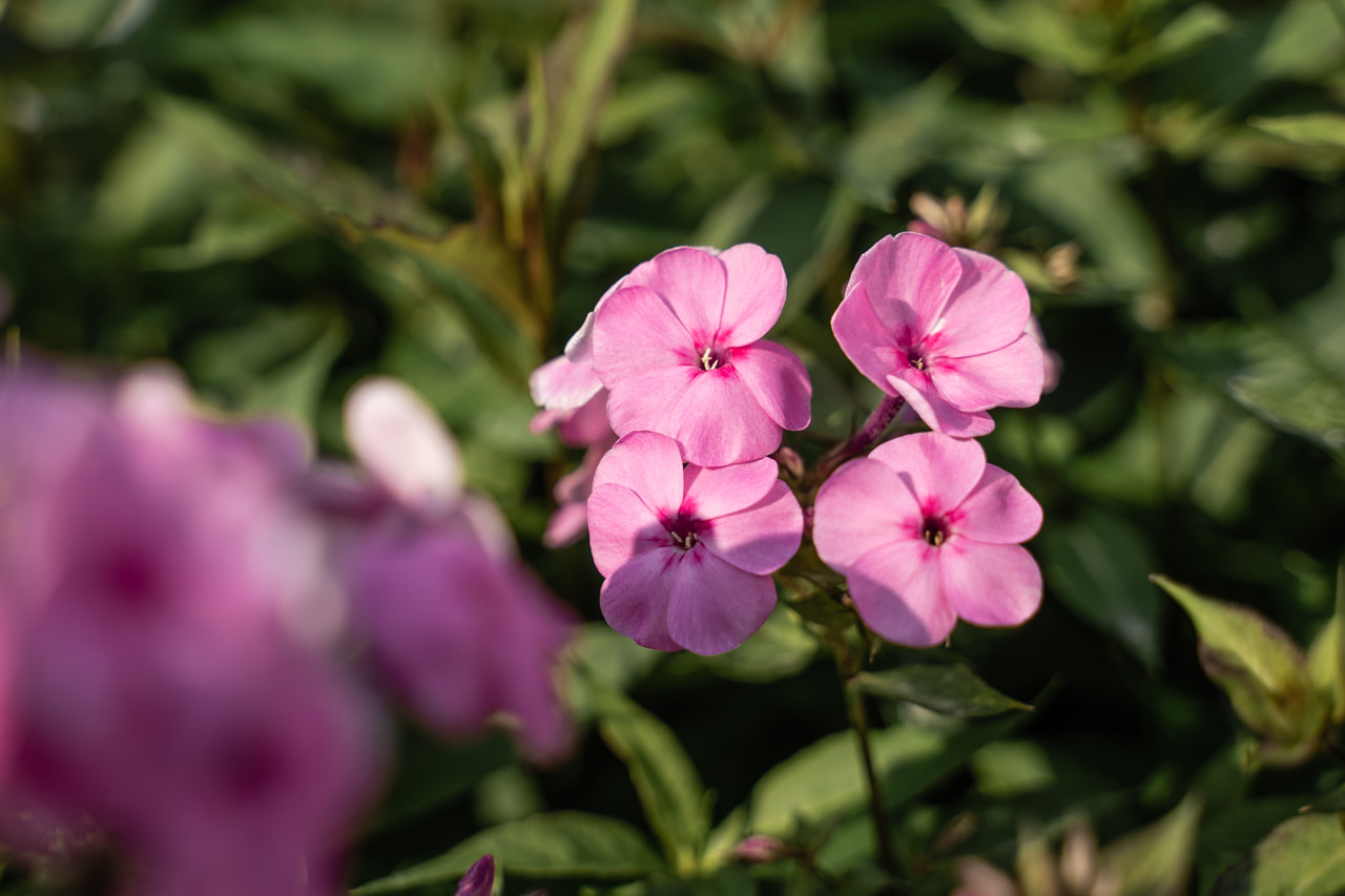 Leimu Minnehaha, Loukykvět