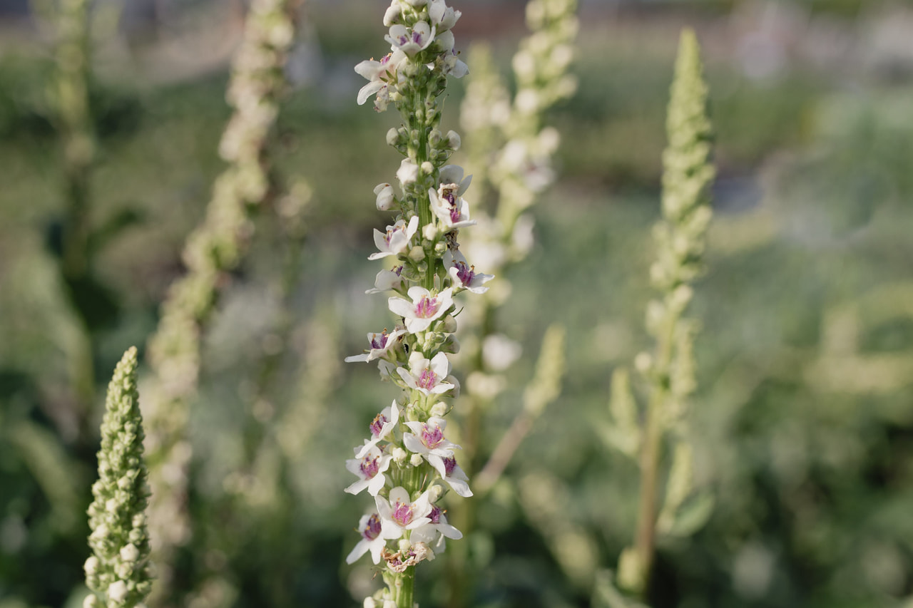 Verbascum Wedding Candles, Loukykvět