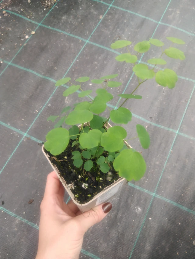 Ängelmä Splendide - 2024