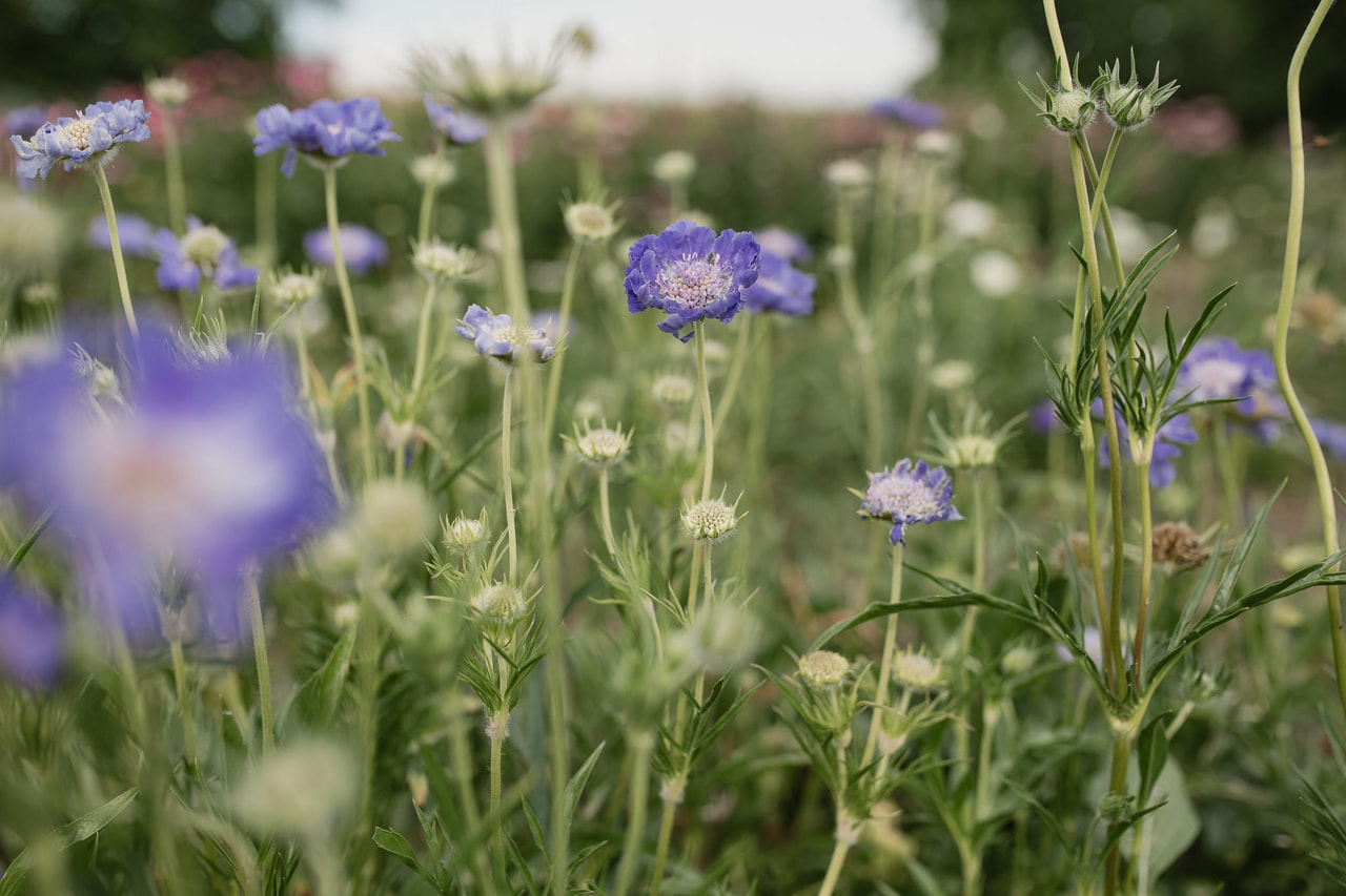 Kaukasiantörmäkukka Fama Deep Blue, Loukykvět