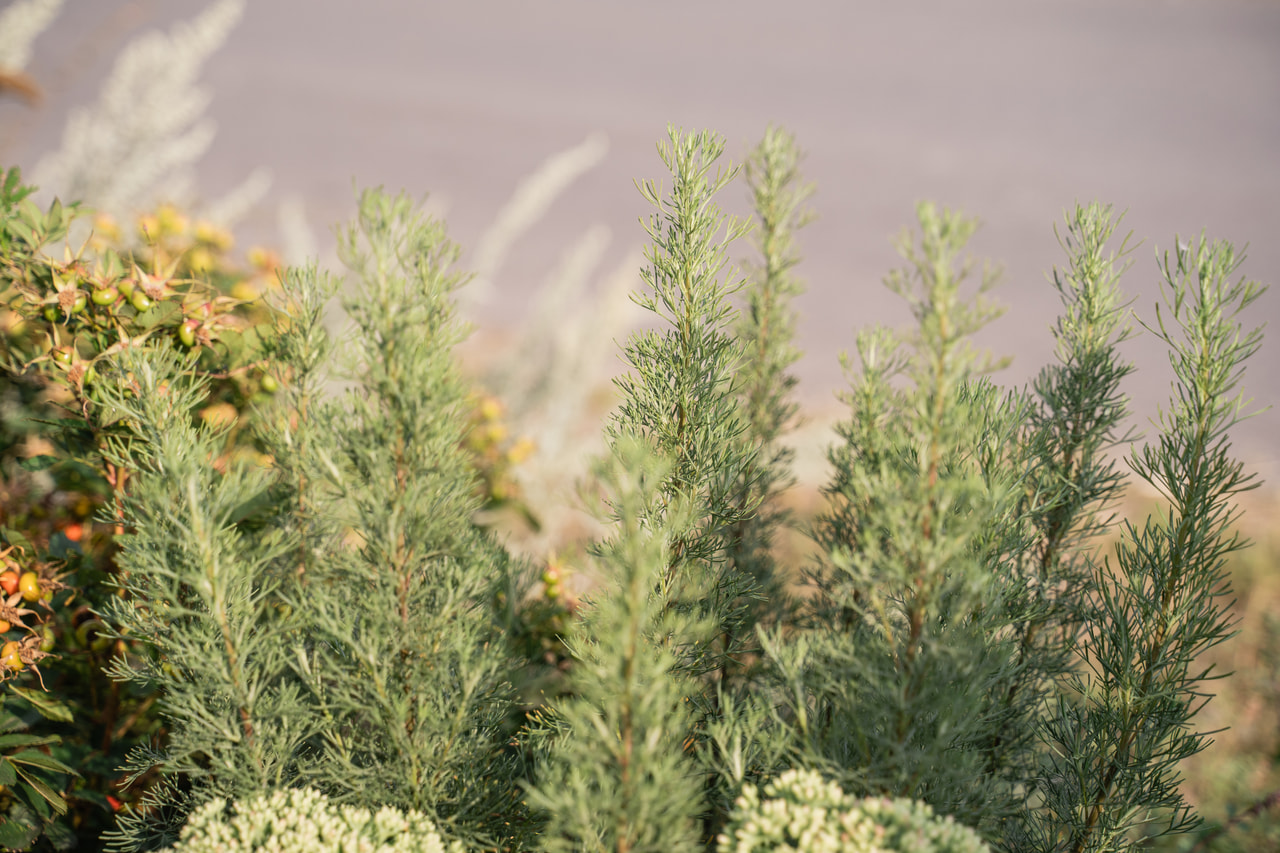 Artemisia Coca Cola, Loukykvět