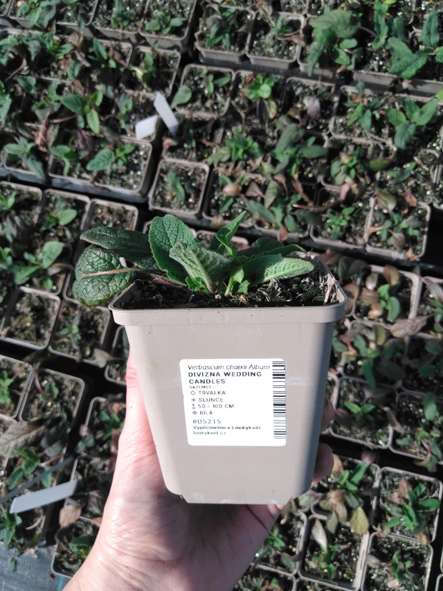 Verbascum Wedding Candles - 2024