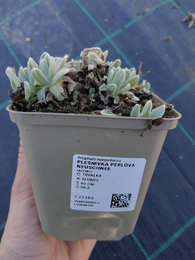 Anaphalis margaritacea Neuschnee - 27. 3. 2026