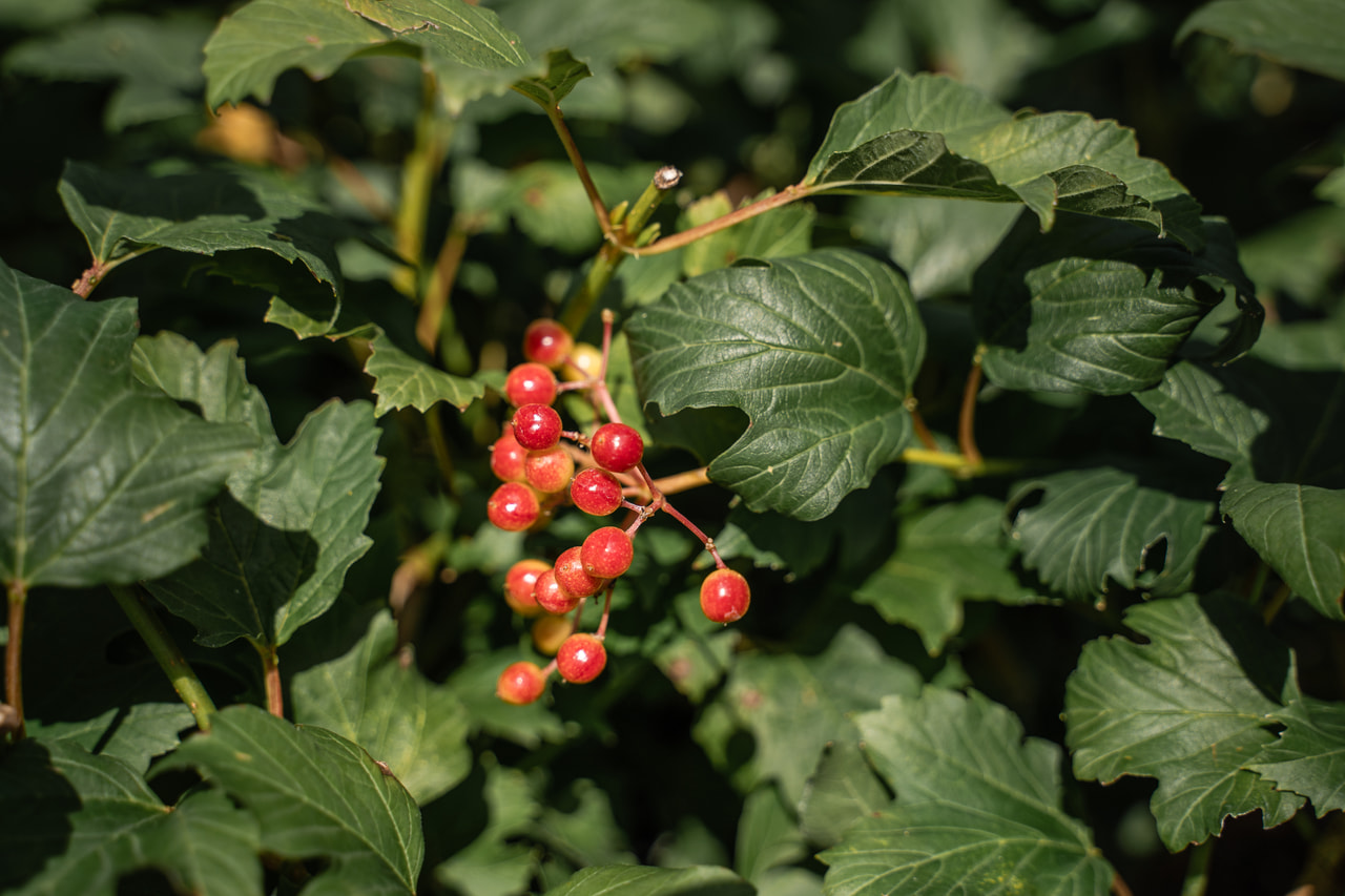 Viburnum Compactum, Loukykvět