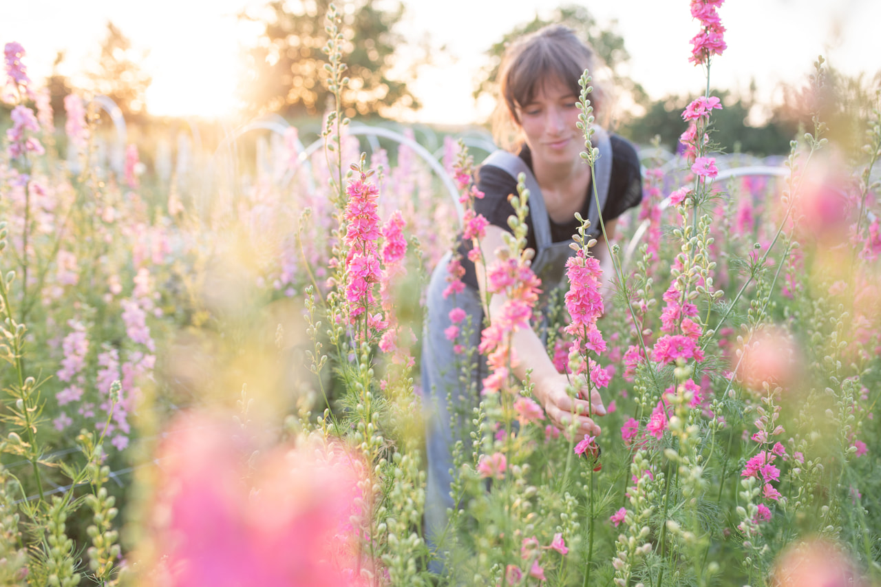 Larkspur QIS Rose, Loukykvět