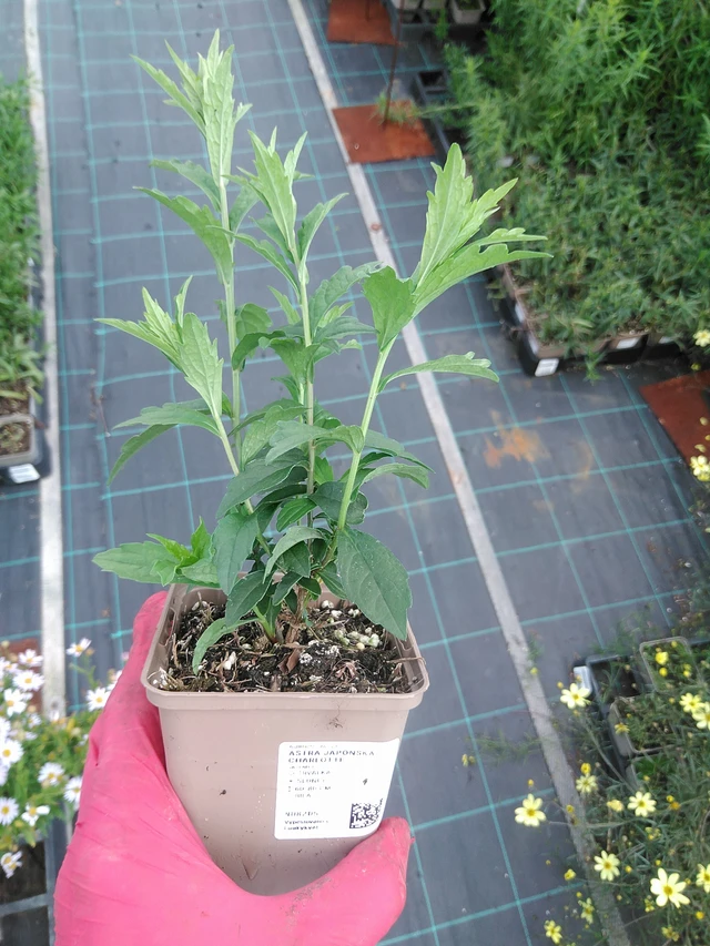 Aster japonés Charlotte - 29. 7. 2025