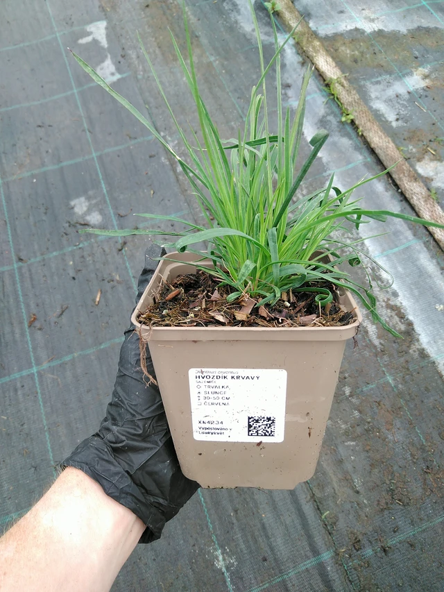 Verineilikka - 10. 9. 2025