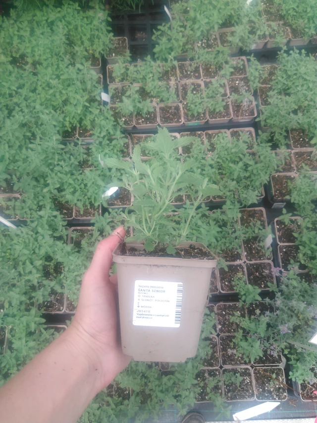 Kissanminttu Senior - 2024