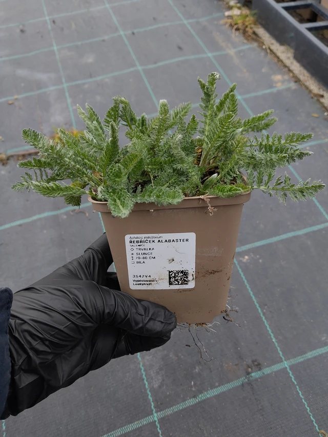 Siankärsämö Alabaster - 31. 3. 2026