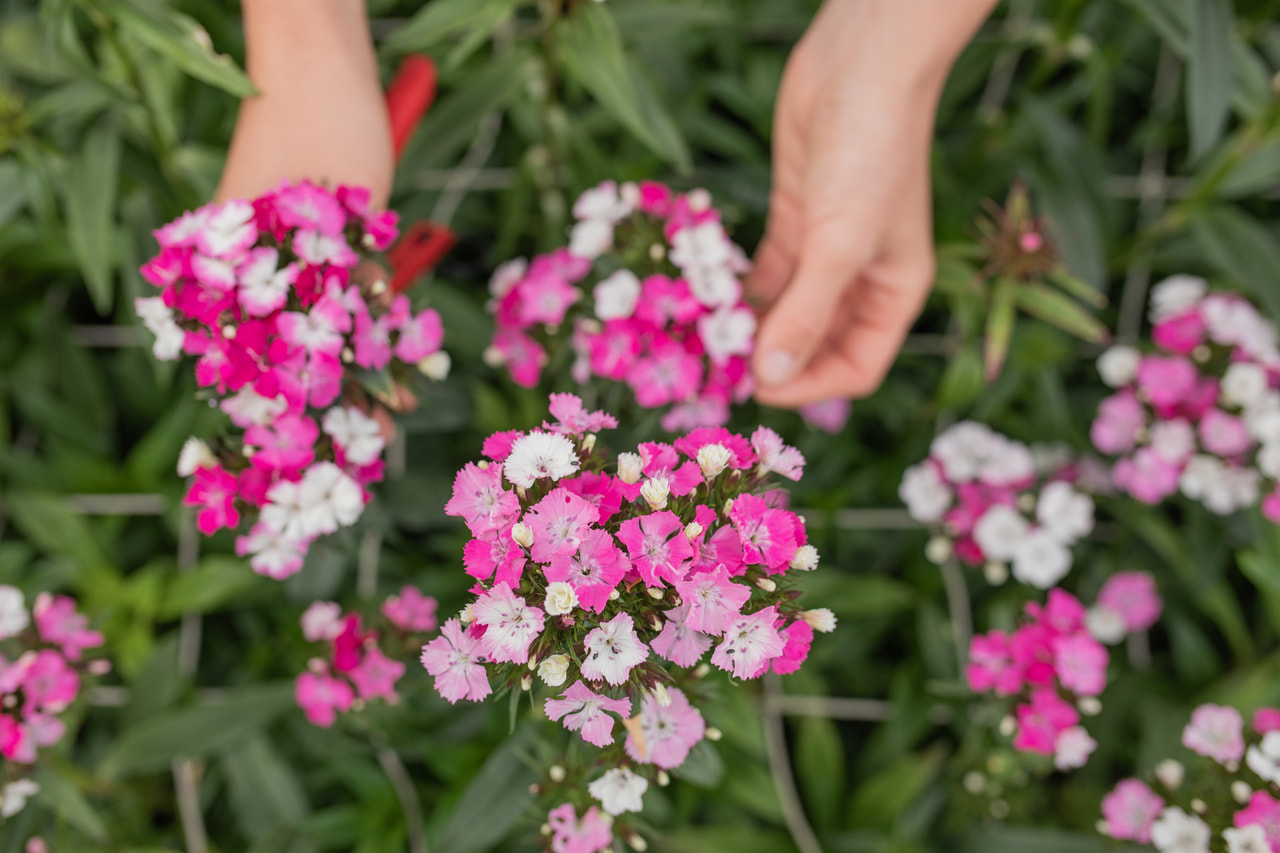 Clavel del poeta Barbienne Appleblossom, Loukykvět
