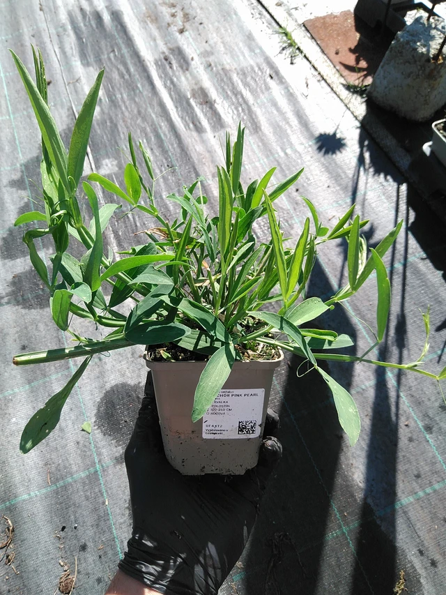 Tuoksuherne Pink Pearl - 19. 8. 2025