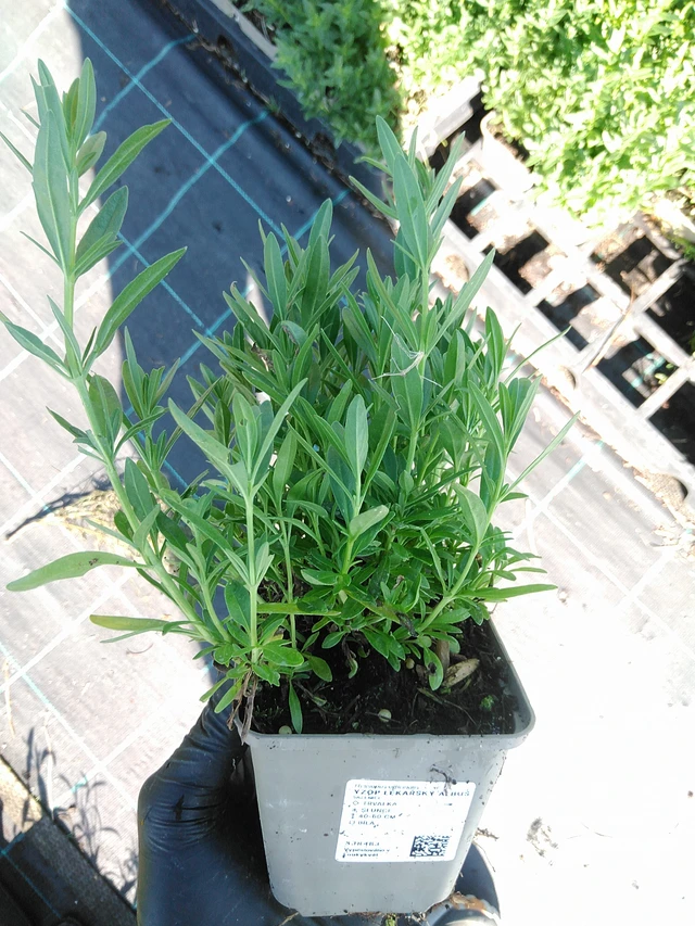 Hisopo Albus - 19. 8. 2025