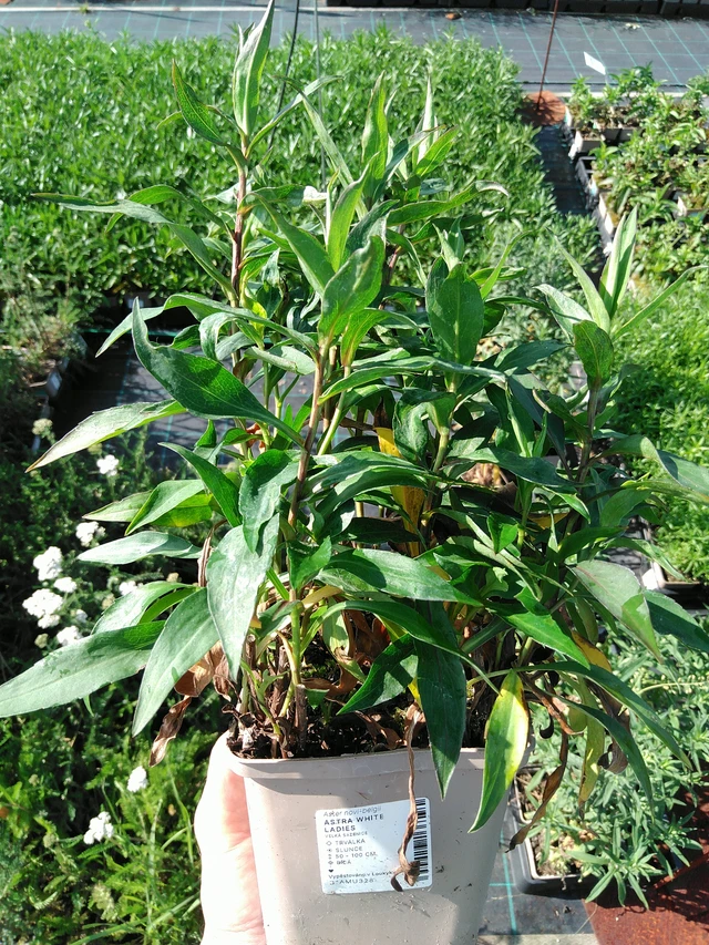 Syysasteri White Ladies - 24. 6. 2025