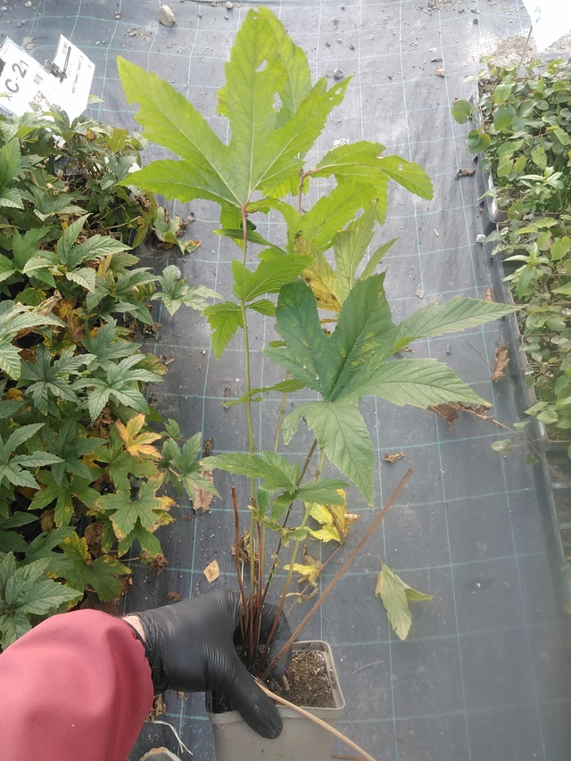 Preeria-angervo Venusta - 13. 10. 2025