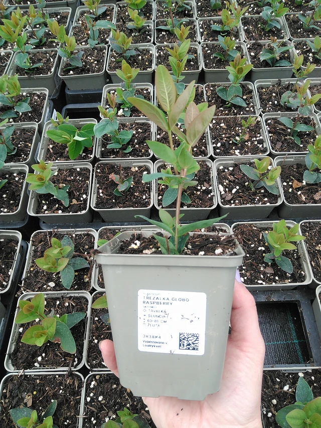 Kuisma Globo Raspberry - 9. 6. 2025