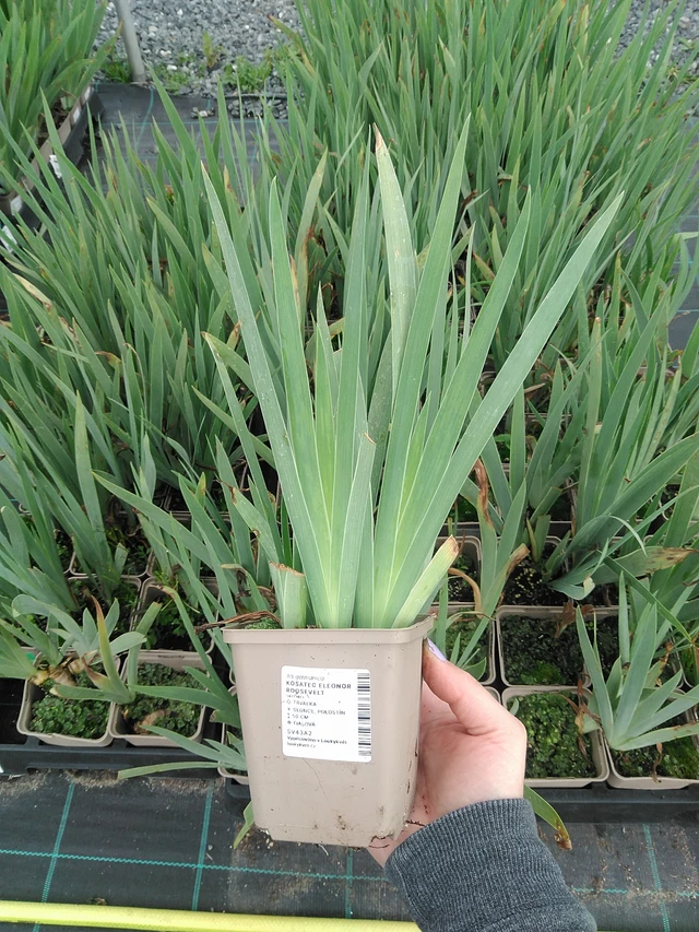 Kurjenmiekka Eleonor Roosevelt - 9. 6. 2025