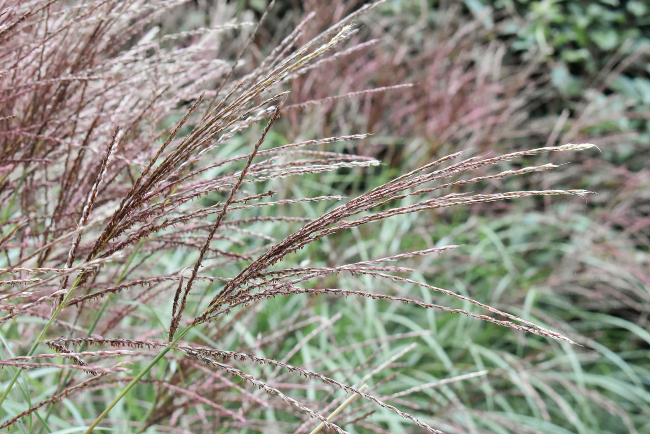 Chinese silver grass, Loukykvět