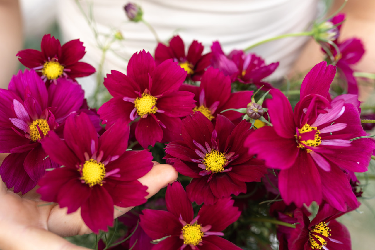 Kosmoskukka Fandago, Loukykvět