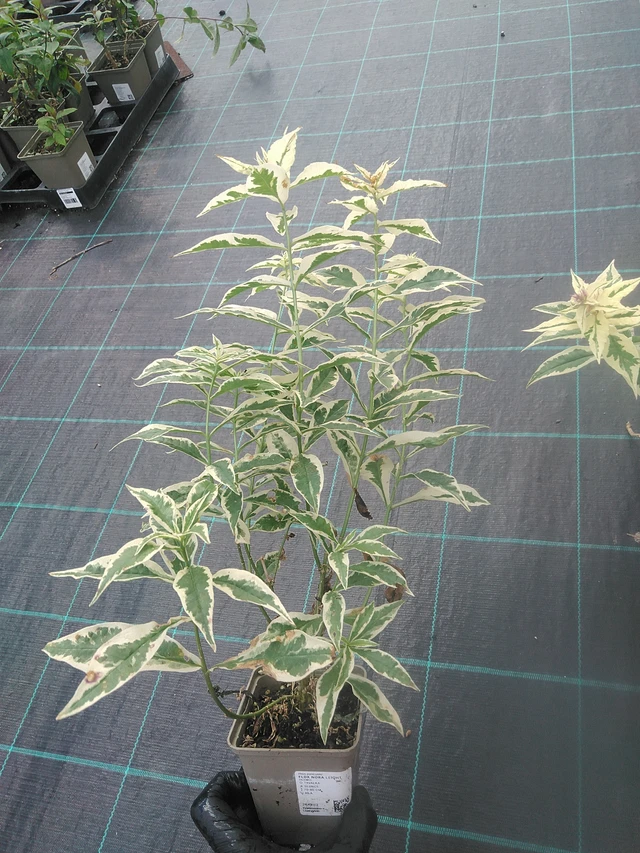 Syysleimu Nora Leight - 13. 10. 2025