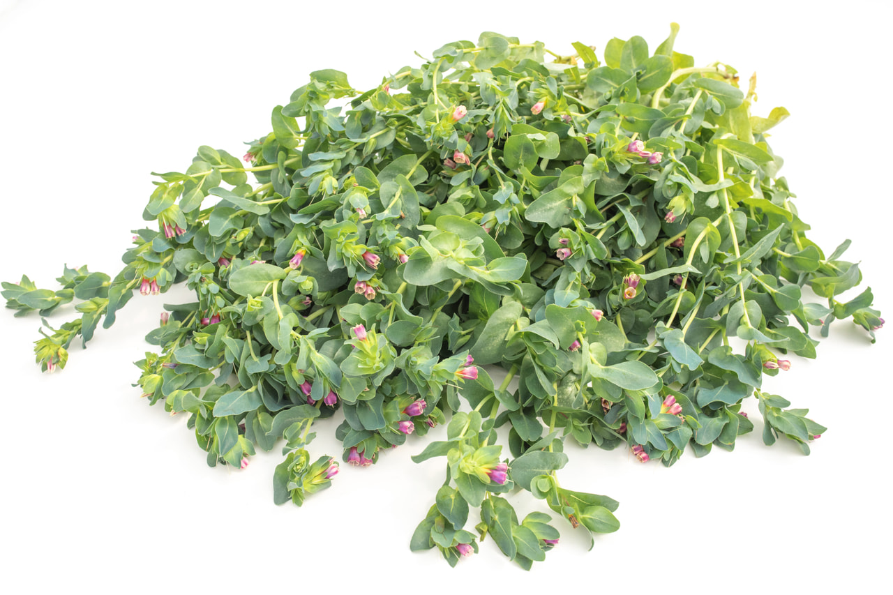 Stor Voksurt Kiwi Blue, Loukykvět