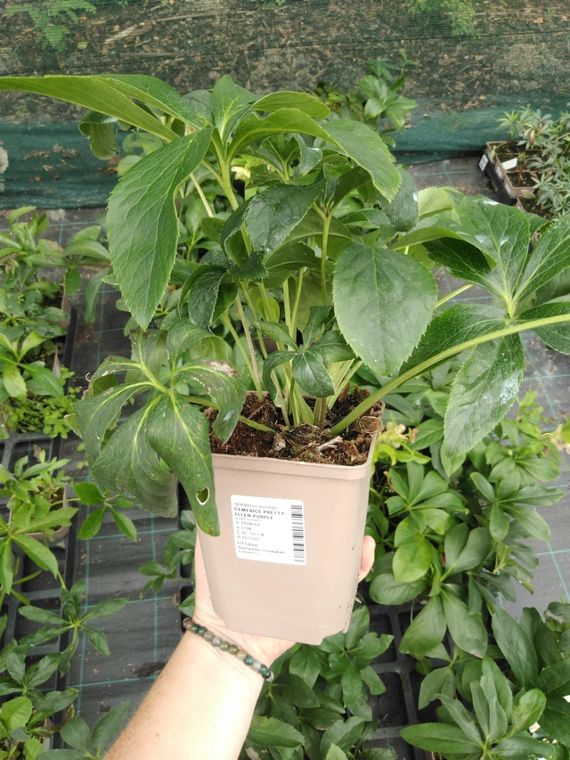 Jouluruusu Pretty Ellen Purple - 2024