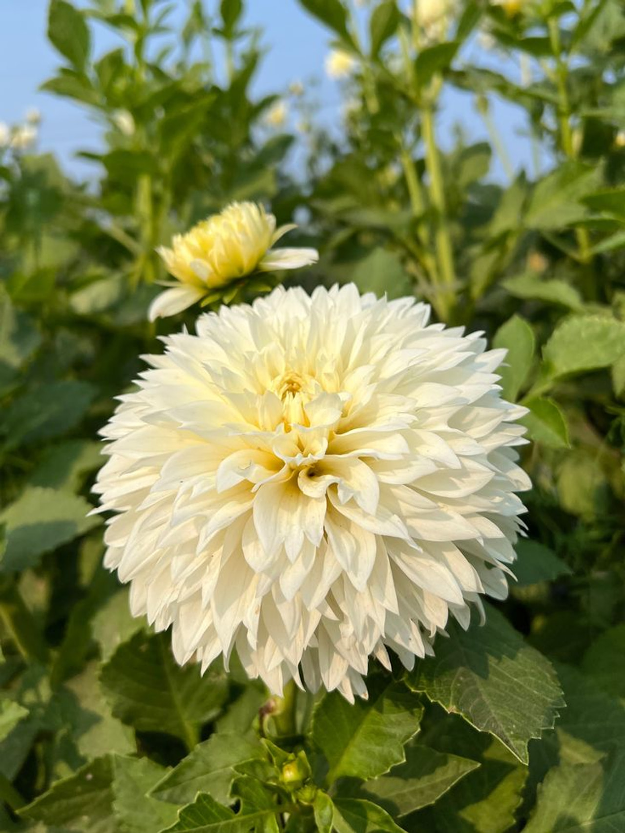 Dalia Gitt's Attention, Loukykvět