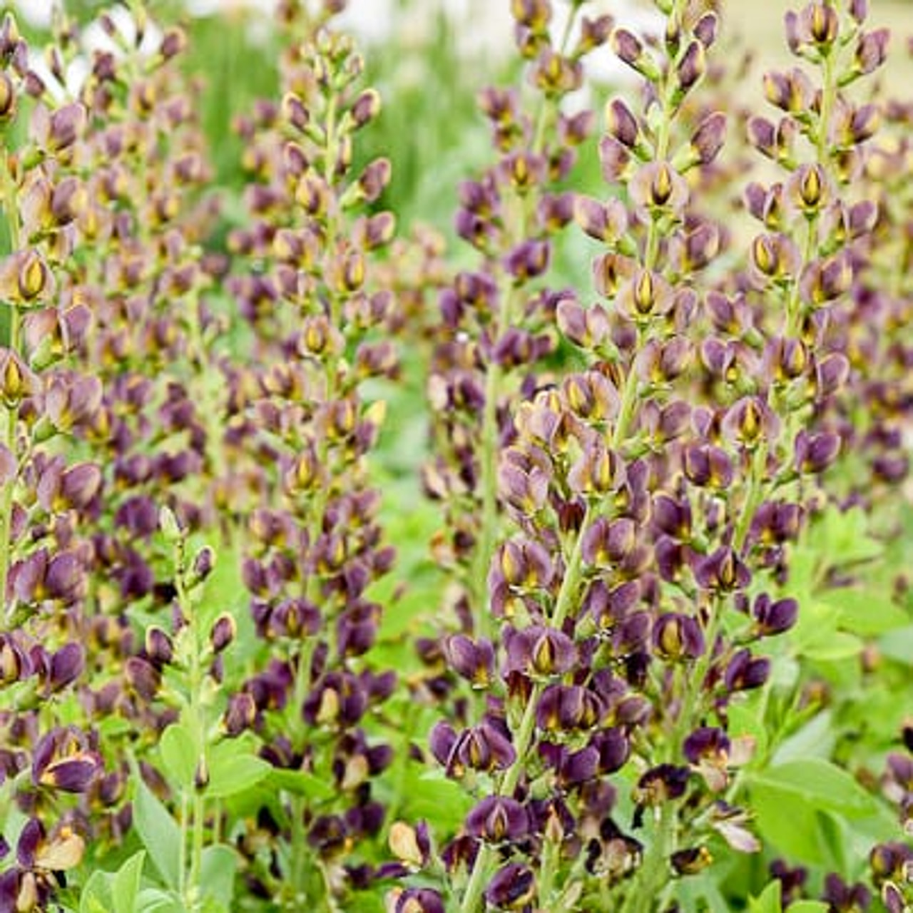 Baptisia Chocolate Chip, Loukykvět