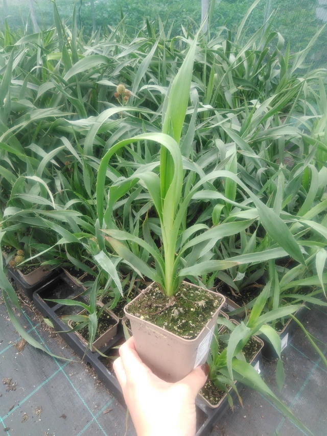 Piikkiputki yuccifolium - 2024