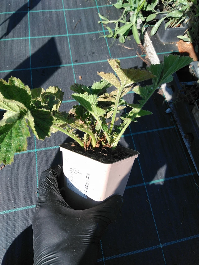 Kellukka Totally Tangerine - 19. 8. 2025