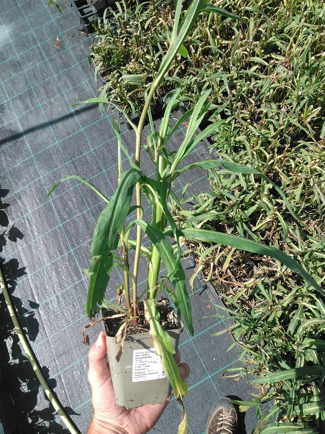 Boltonia decurrens - 24. 6. 2025