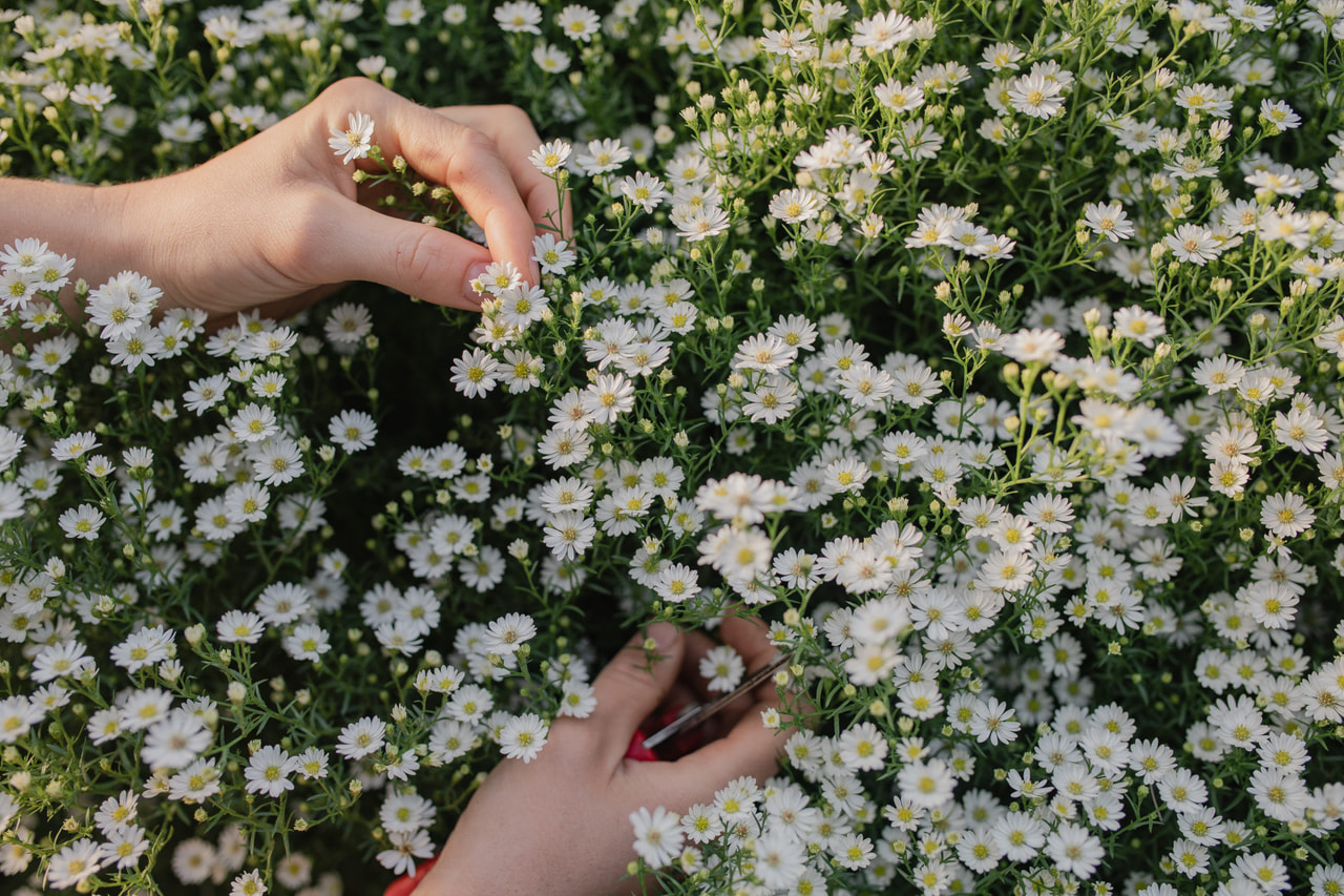 Asteri Pearla, Loukykvět