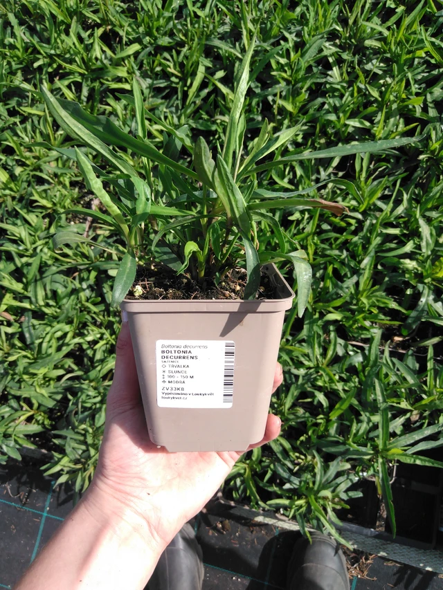 Boltonia decurrens - 2024